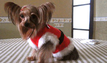 Ropa Chiva, Prendas y accesorios para mascotas