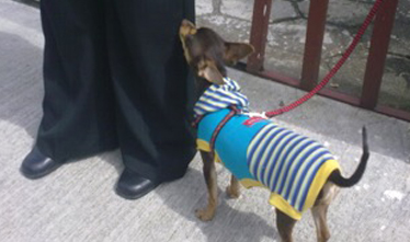 Ropa Chiva, Prendas y accesorios para mascotas