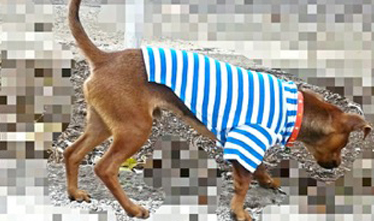 Ropa Chiva, Prendas y accesorios para mascotas