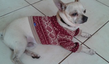 Ropa Chiva, Prendas y accesorios para mascotas