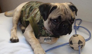 Ropa Chiva, Prendas y accesorios para mascotas