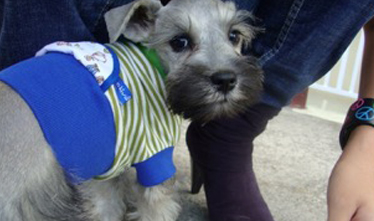 Ropa Chiva, Prendas y accesorios para mascotas